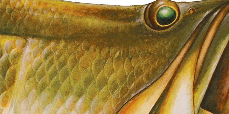 Barra Fish Graphics Closeup
