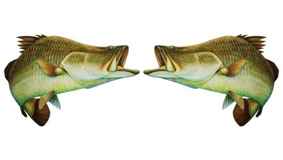 Barra Fish Graphics Set