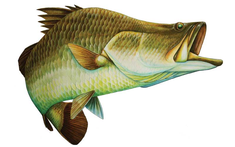 Barra Fish Graphics