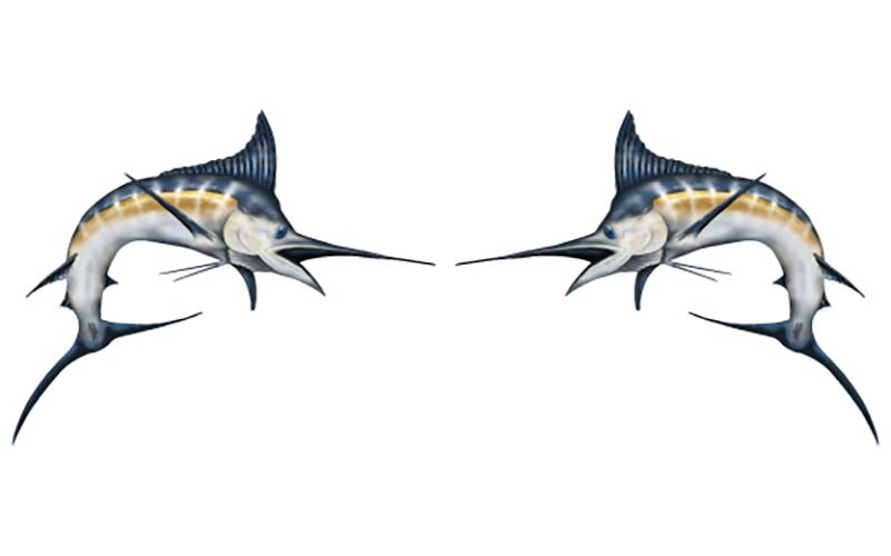 Black Marlin Fish Graphics
