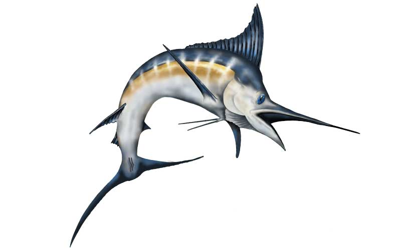 Black Marlin Fish Graphics