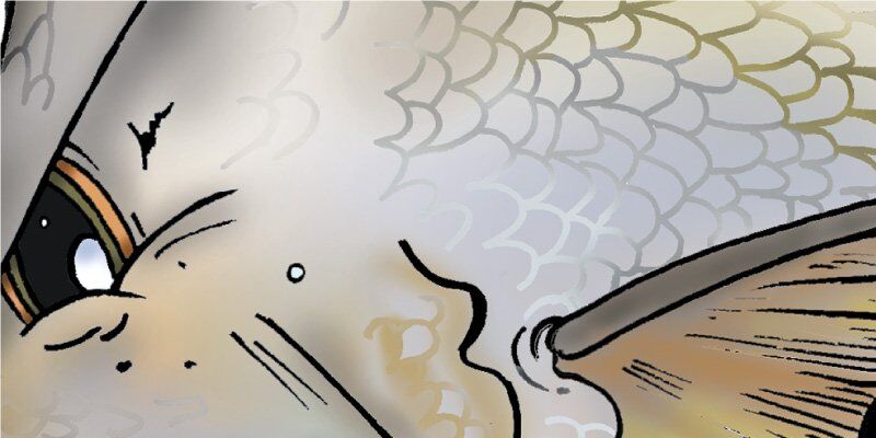 Bream Fish Graphics Closeup