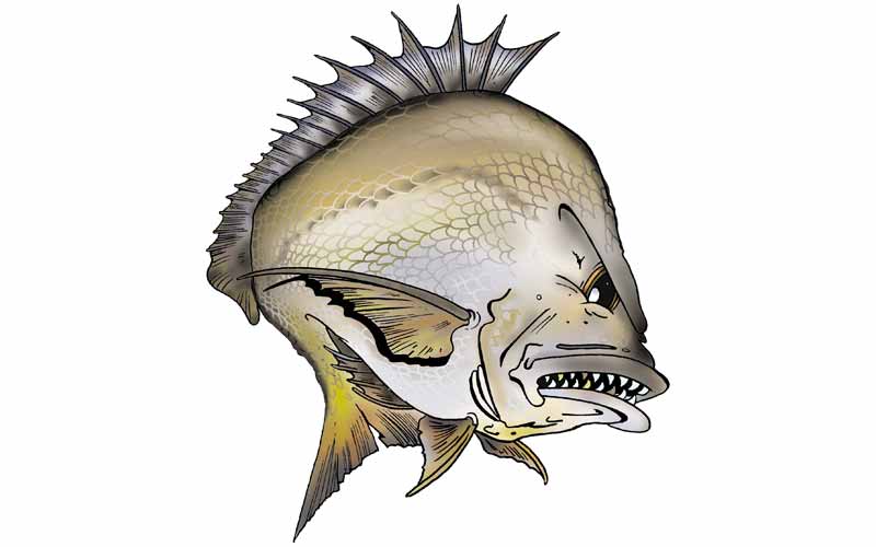 Bream Fish Graphics
