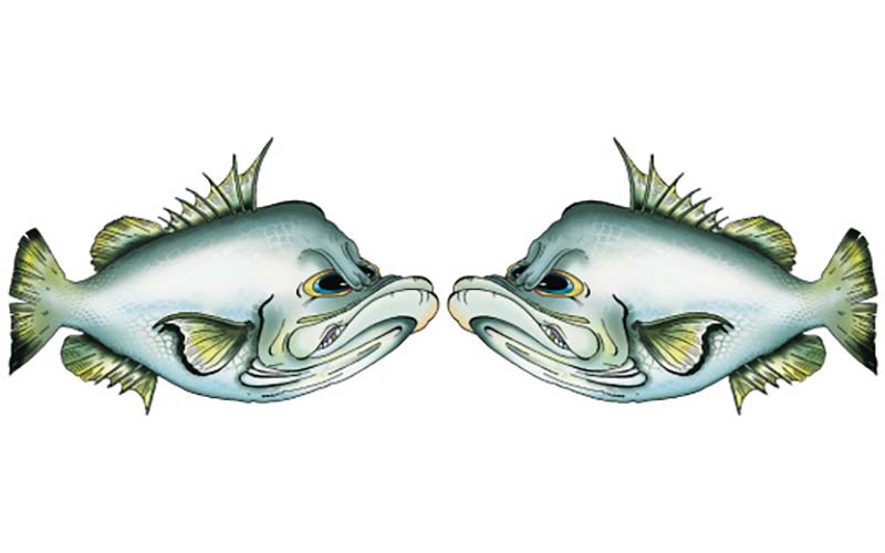 Cartoon Barra Fish Graphics Set