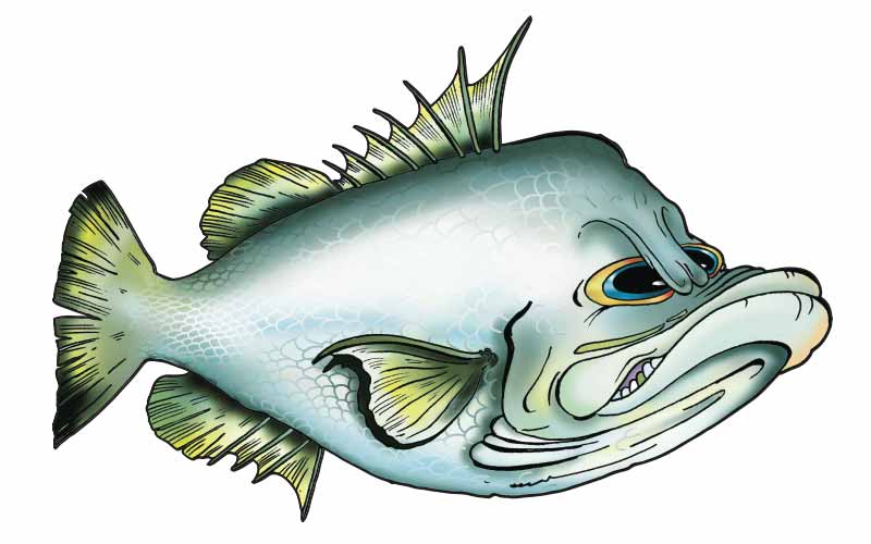 Cartoon Barra Fish Graphics