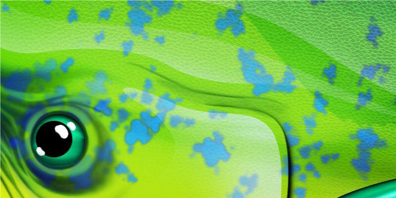Dolphin Fish Graphics Closeup