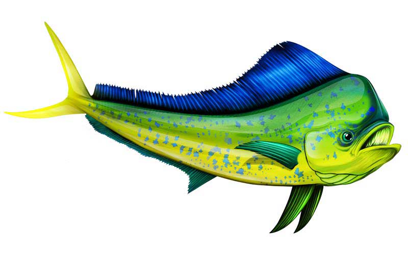 Dolphin Fish Graphics
