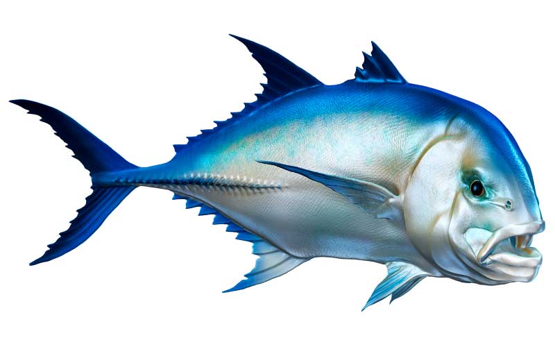 Giant Trevally Fish Graphics