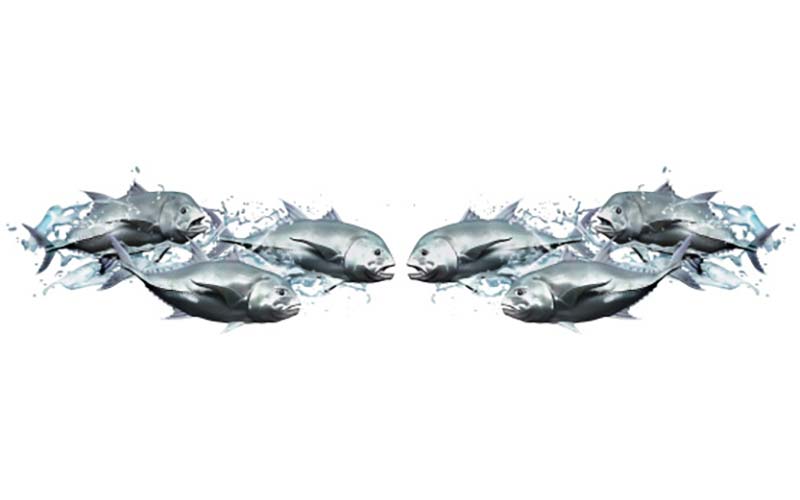 Giant Trevally School Fish Graphics Set