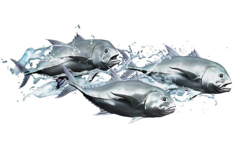 Giant Trevally School Fish Graphics