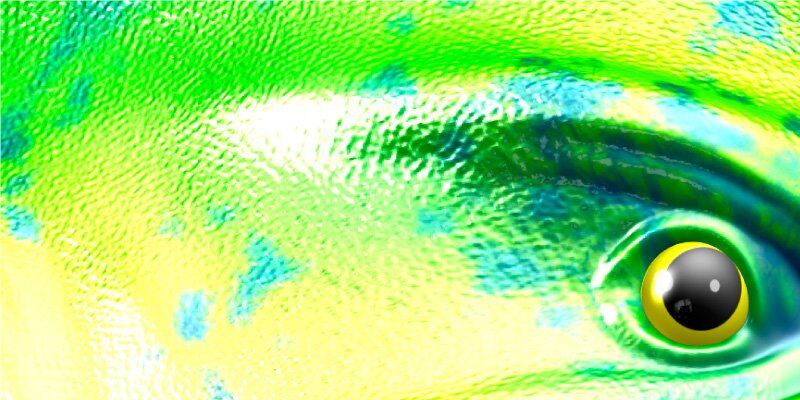 Mahi Mahi Fish Graphics Closeup