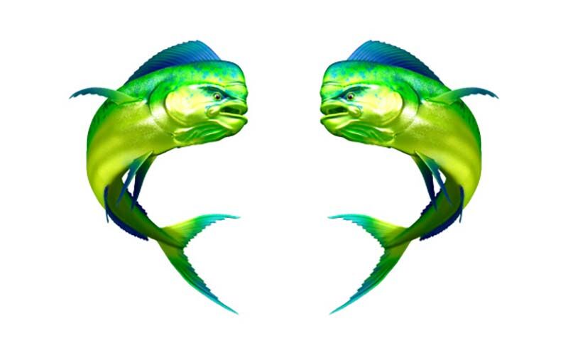 Mahi Mahi Fish Graphics Set