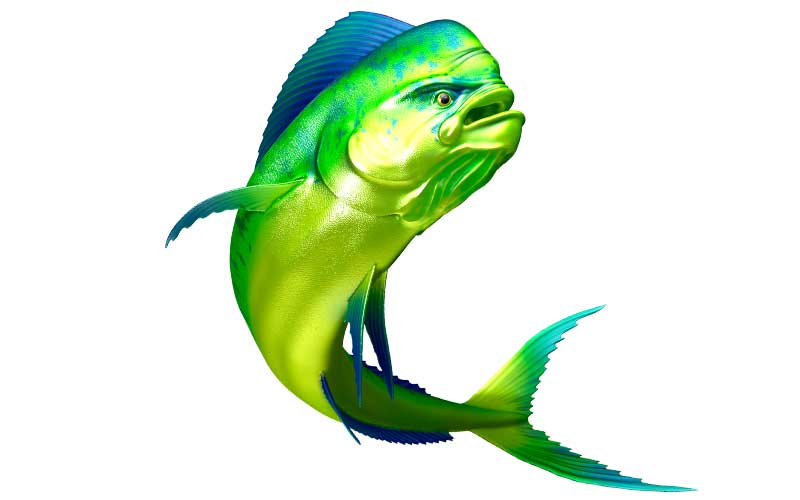 Mahi Mahi Fish Graphics