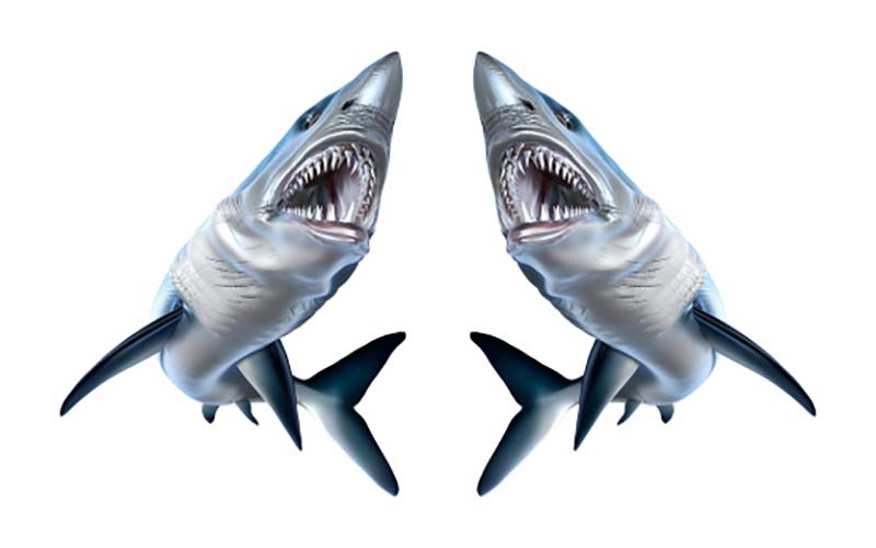 Mako Shark Fish Graphics Set