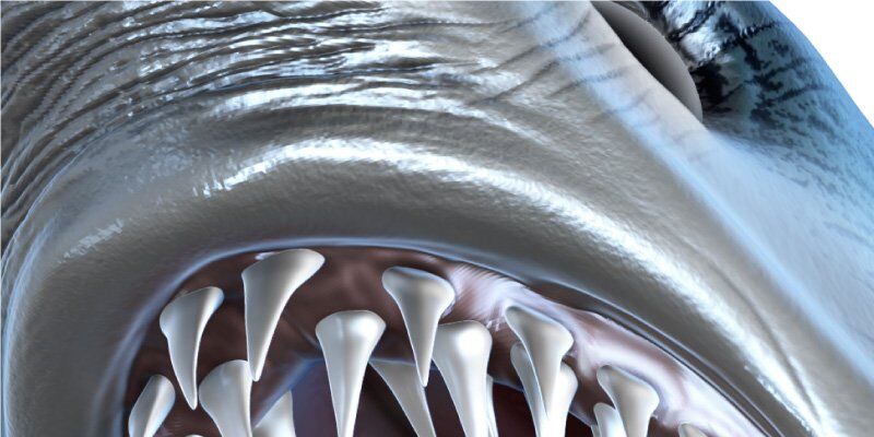 Mako Shark Fish Graphics Closeup