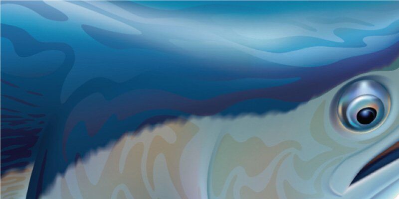 Turning Marlin Fish Graphics Closeup