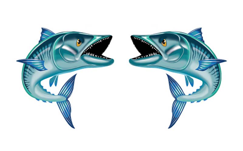Spanish Mackerel Fish Graphics Set