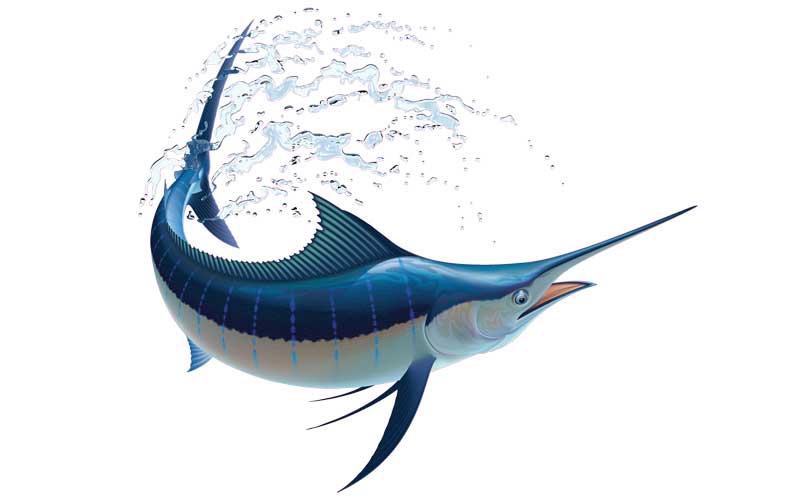 Turning Marlin Fish Graphics