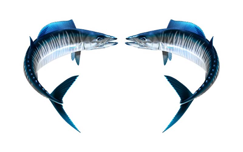 Wahoo Fish Graphics Set
