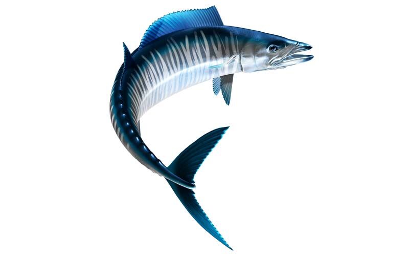 Wahoo Fish Graphics