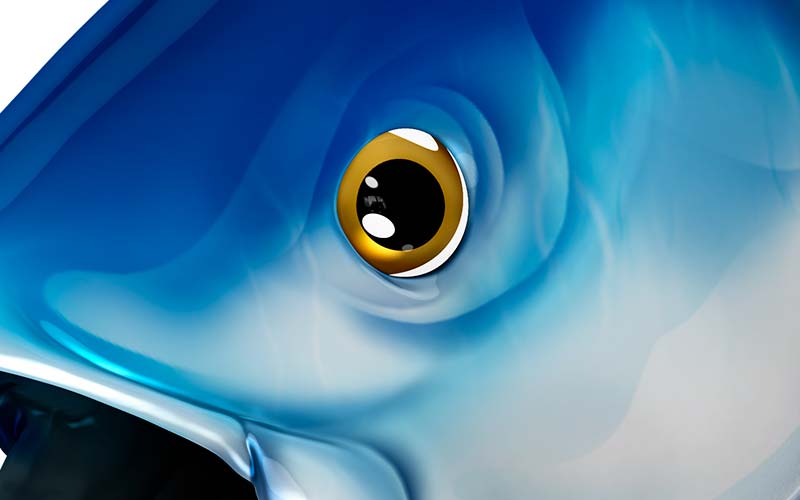 Bluefin Tuna graphics detail