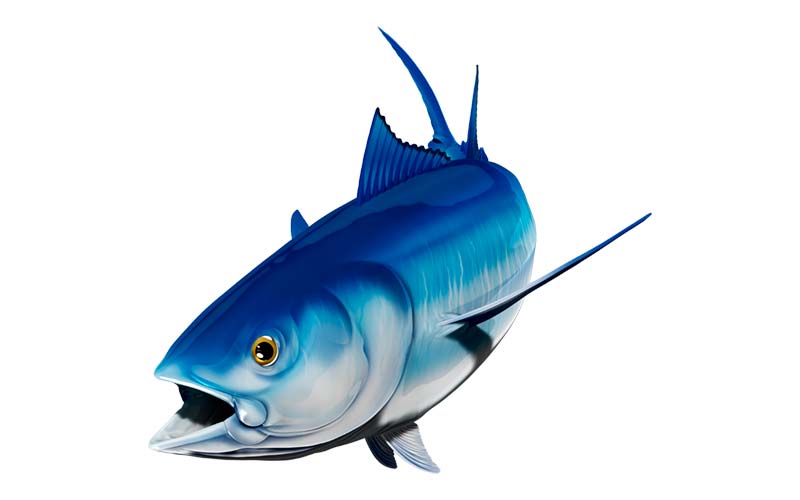 Bluefin Tuna graphics