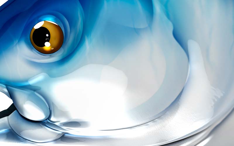 Bluefin Tuna graphics detail