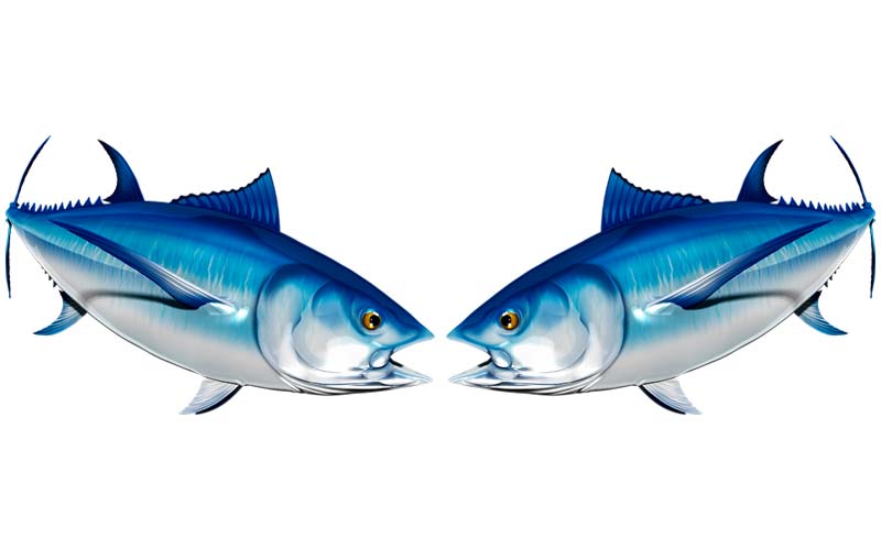 Bluefin Tuna graphics set