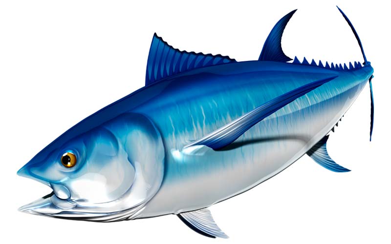 Bluefin Tuna graphics