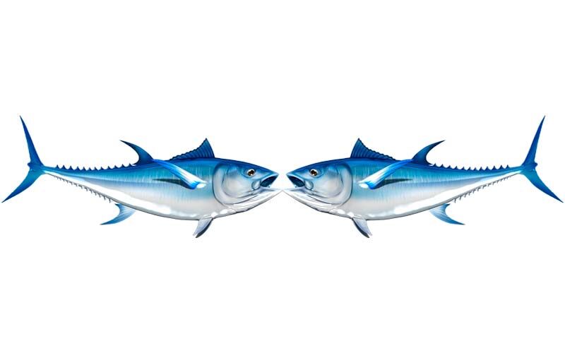 Bluefin Tuna decals set