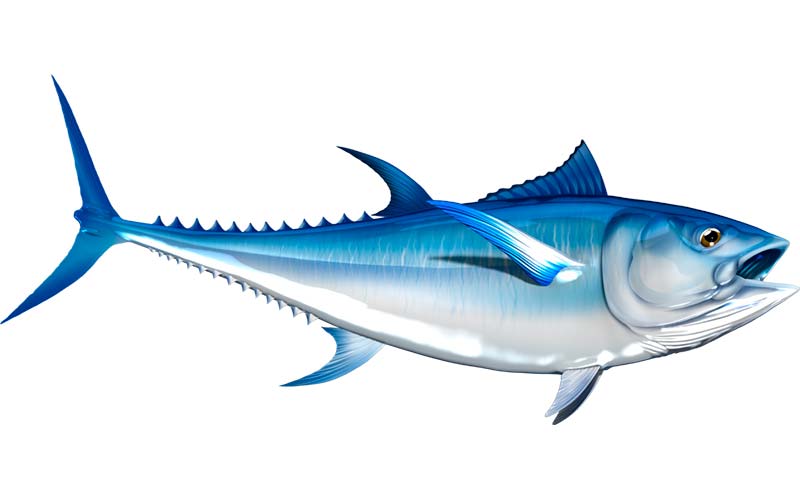 Bluefin Tuna decals
