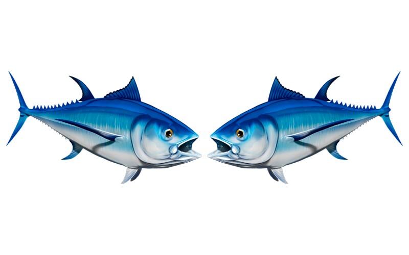 Bluefin Tuna graphics set
