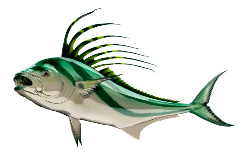Roosterfish graphics